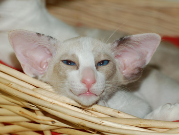  Сейшельский котенок (сиам с белым) 